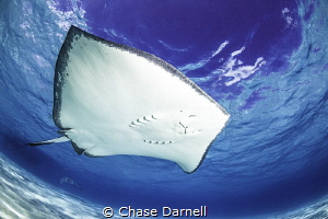 "Requesting a Fly-by"
Southern Stingray swimming near th... by Chase Darnell 